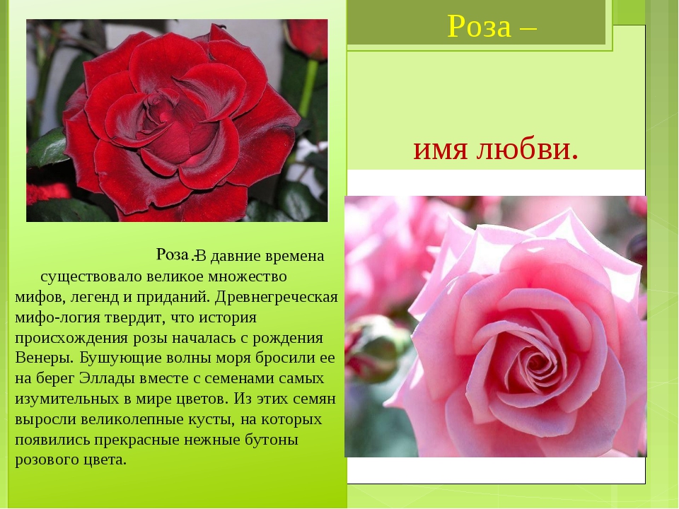 Что означает розовое красное. Имя розы.
