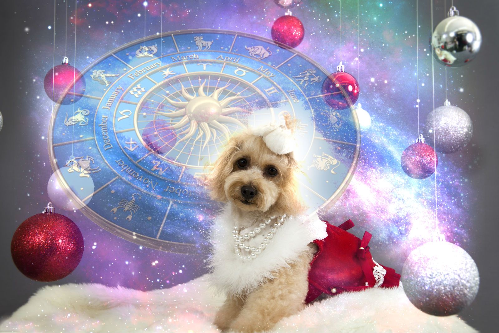 Знак зодиака собака года. Год собаки. Астрологический новый год. Год зодиака собака. Год собаки в астрологии.