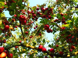 Расшифровка сна яблоня с большими плодами