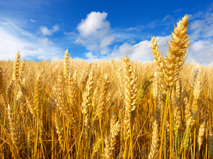 Особенности сна про поле пшеницы