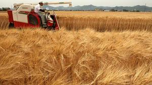 К чему снится поле пшеницы