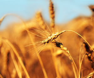 К чему видеть поле пшеницы