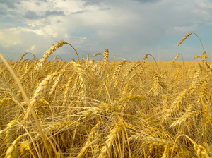 Толкование сна про поле пшеницы