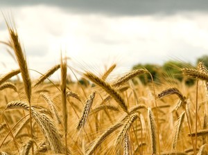 Поле пшеницы во сне