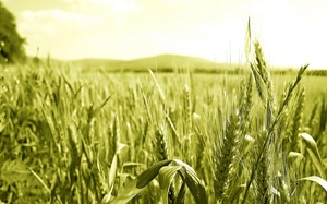 К чему приснилось поле пшеницы