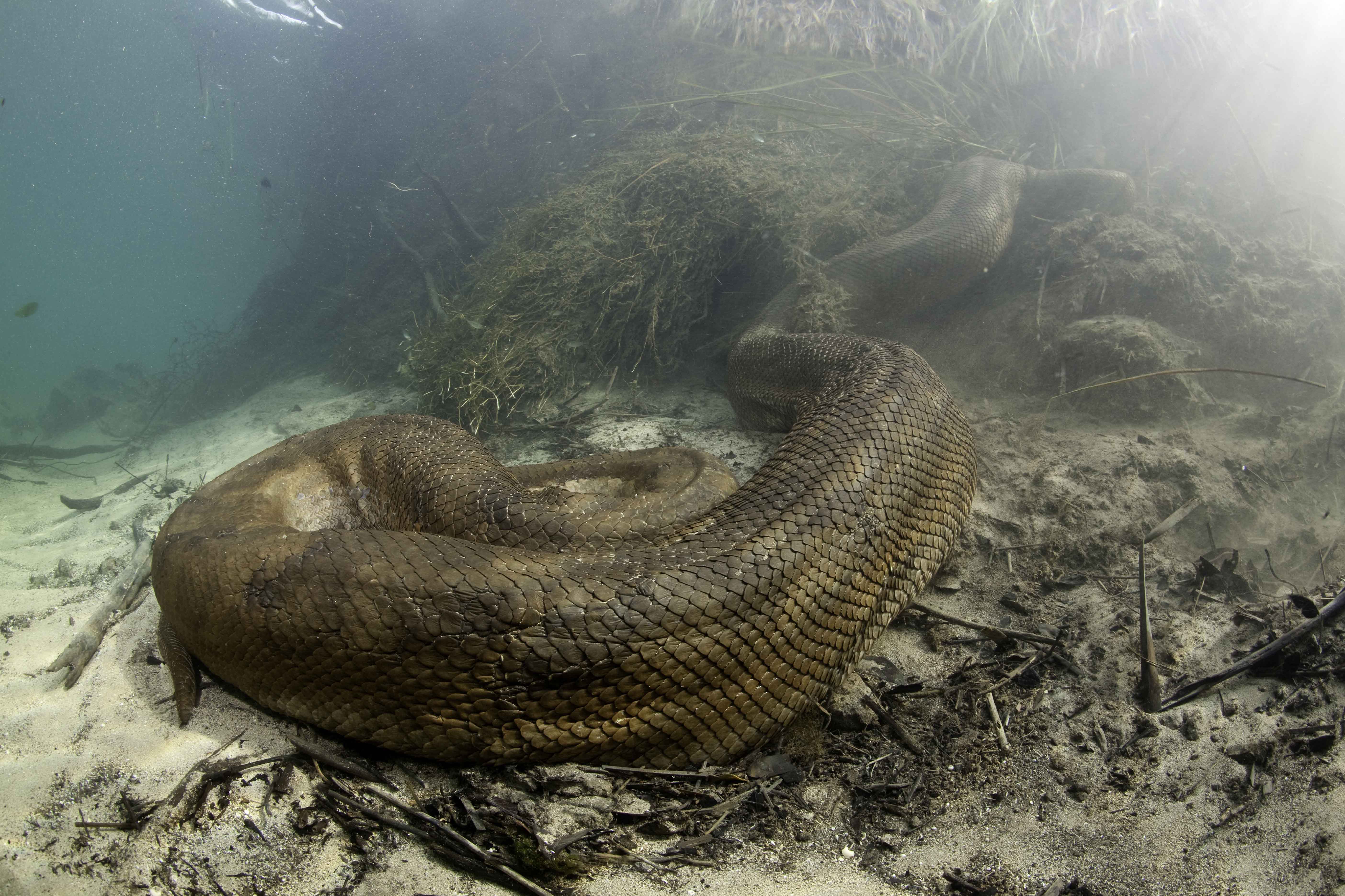 Самая большая змея видео. Река Амазонка змея Анаконда. Гигантская зеленая Анаконда. Водяной удав Анаконда. Анаконда большая змея в мире.