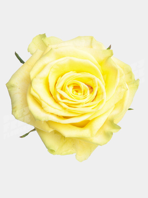 На сколько правдивы приметы о желтых розах