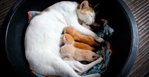 Кошка с котятами по версии разных сонников