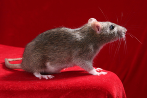 Пояснения по сонникам: снится убить крысу