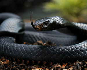 Что означает сон черная большая змея