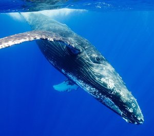 К чему приснился кит