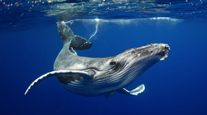Особенности и значение сна про кита