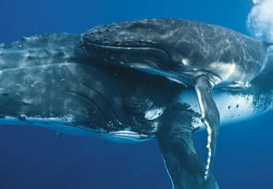 Трактовка снов про китов