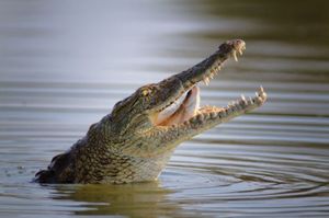 К чему снится крокодил женщине в воде 