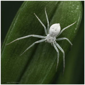 К чему снится укус белого паука