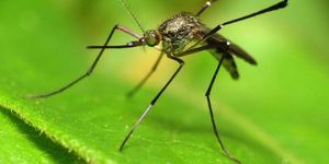 К чему снятся комары по соннику