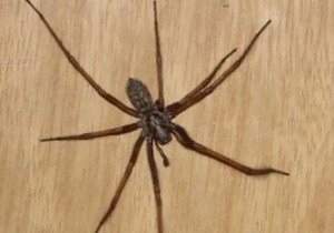 Что говорят приметы о пауках в доме: хорошо это или плохо