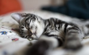 Значение сна про котенка