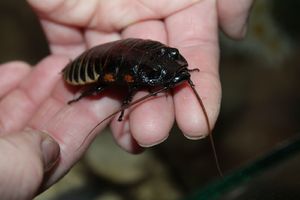 К чему может сниться убить таракана 