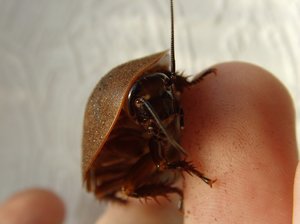  К чему снится убивать тараканов