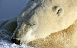 Белый медведь во сне
