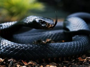 К чему снится черная змея