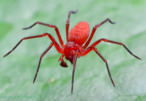 Красный паук 