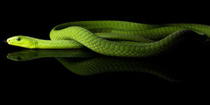 Сонник зелёная змея