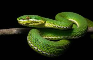 Приснилась зелёная змея