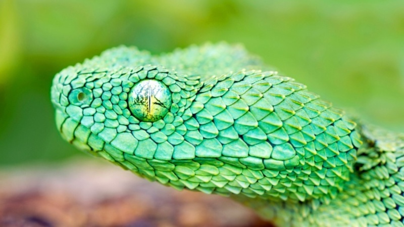 К чему снится зелёная змея