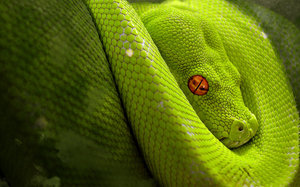 Сонник большая зелёная змея