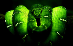 Приснилась зелёная змея, к чему это