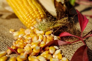 Как понять значение сна про кукурузу