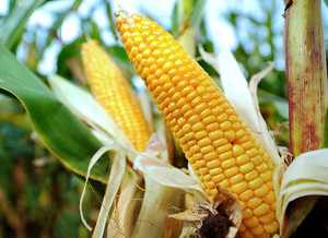 К чему снится кукуруза