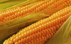 Толкование снов про зерна кукурузы