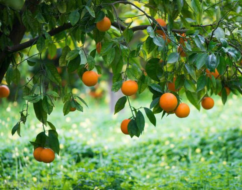 К чему снятся видеть апельсиновое дерево, его плоды