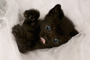  К чему видеть во сне черного котенка 