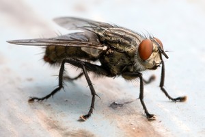 К чему снятся мухи
