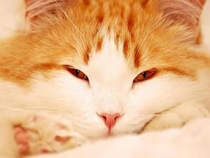 К чему снится рыжий кот 