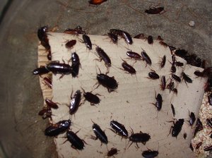 Почему приснились насекомые
