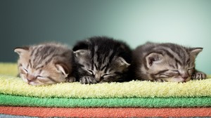 Видеть во сне котят маленьких, к чему