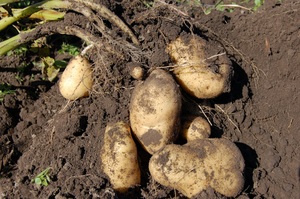 Приснилась посадка картофеля