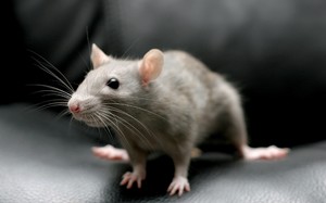 Почему снятся мыши