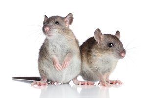 Почему снятся крысы