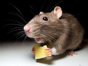 Сонник: мыши