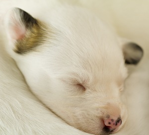 Значение сна с маленьким щенком
