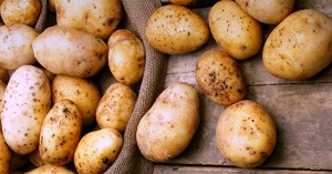 Сонник: копать картофель