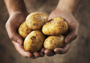 Сонник: сажать картофель