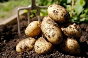 Почему снится картофель