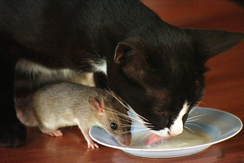 Кот поймал мышь